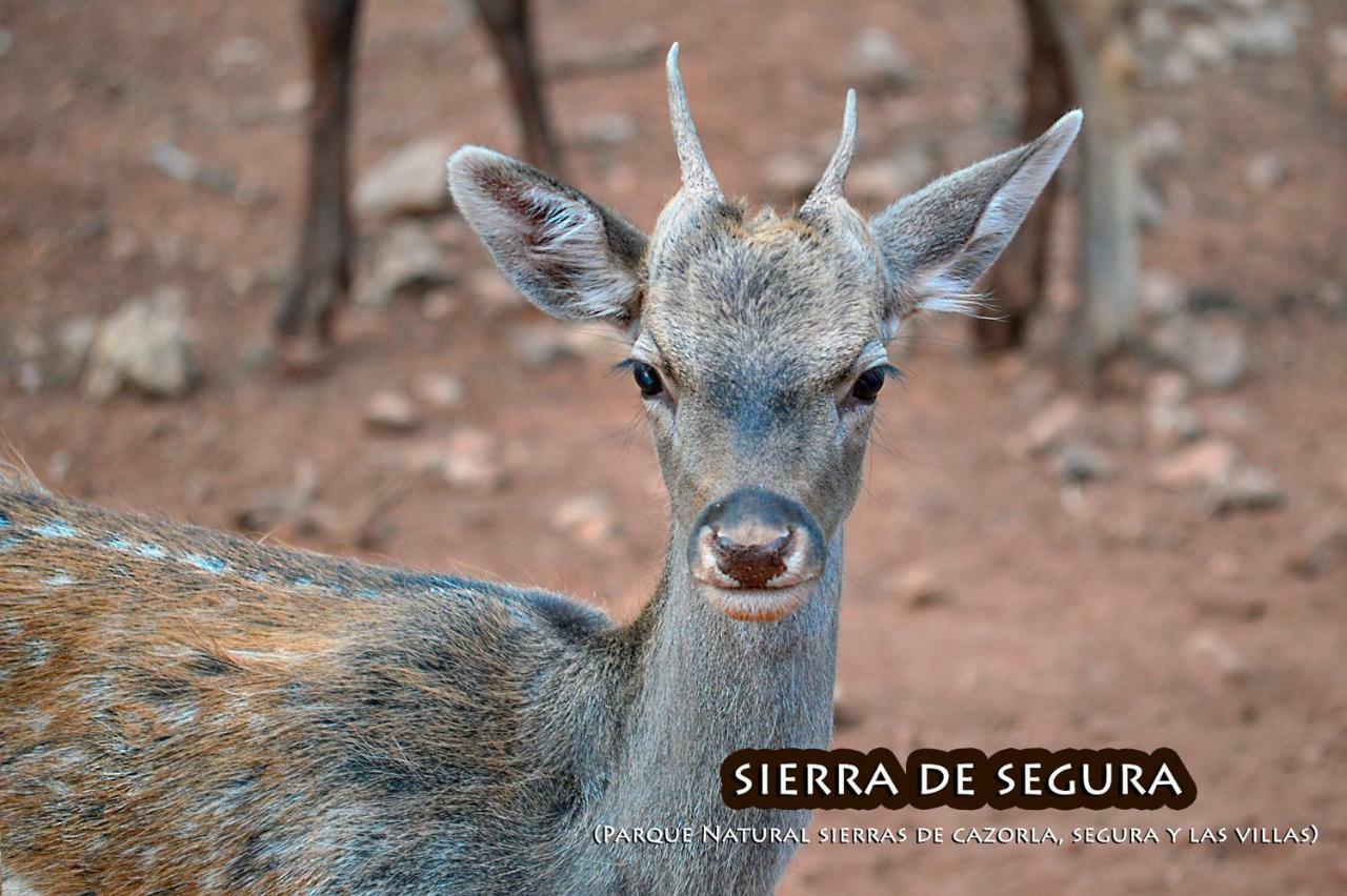 Affittacamere La Vieja Parra La Puerta de Segura Esterno foto