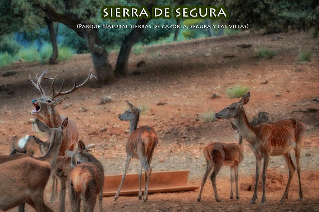 Affittacamere La Vieja Parra La Puerta de Segura Esterno foto